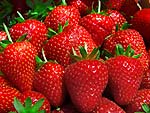 fresas